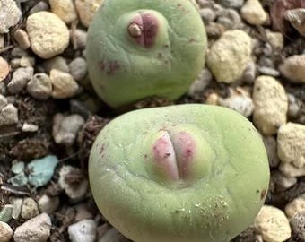 Conophytum Pageae &acirc;��Subrisum&acirc;�� SEEDS