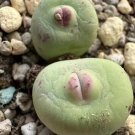 Conophytum Pageae ‘Subrisum’ SEEDS