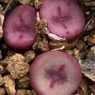 Conophytum Chrisocruxum SEEDS