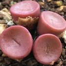 Conophytum Bachelorum SEEDS