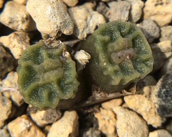 Conophytum Angelicae SEEDS