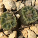 Conophytum Angelicae SEEDS