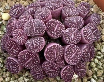 Conophytum Minimum Wittebergense SEEDS