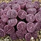 Conophytum Minimum Wittebergense SEEDS