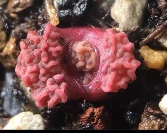 Conophytum Rugosum SEEDS