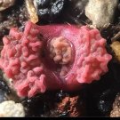 Conophytum Rugosum SEEDS
