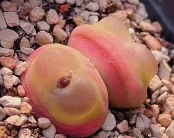 Conophytum Ratum SEEDS
