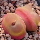 Conophytum Ratum SEEDS