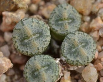 Conophytum Comptonii SEEDS