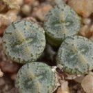 Conophytum Comptonii SEEDS