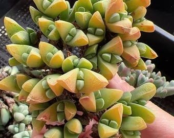 Gibbaeum Petrense SEEDS