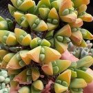 Gibbaeum Petrense SEEDS