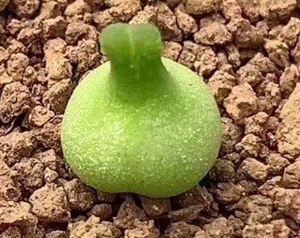 Conophytum Achabense SEEDS