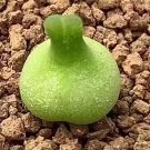 Conophytum Achabense SEEDS