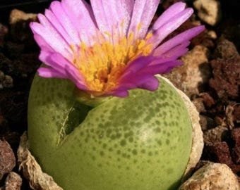Conophytum Pillansii SEEDS