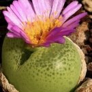Conophytum Pillansii SEEDS