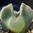 Conophytum Regele SEEDS