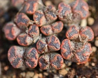 Conophytum Pellucidum SEEDS