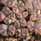 Conophytum Pellucidum SEEDS