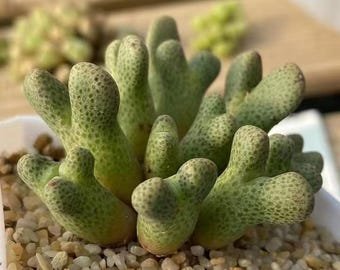 Conophytum marginatum ssp. haramoepense ARM955D Naab se berg SEEDS