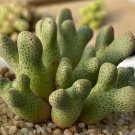Conophytum marginatum ssp. haramoepense ARM955D Naab se berg SEEDS