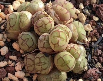 Conophytum Ficiforme SEEDS