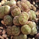Conophytum Ficiforme SEEDS
