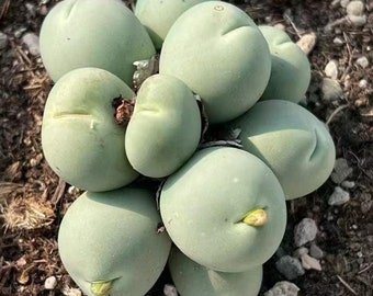 Conophytum Calculus SEEDS
