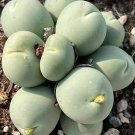 Conophytum Calculus SEEDS