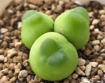 Conophytum Acutum SEEDS
