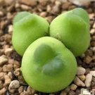 Conophytum Acutum SEEDS