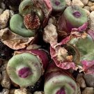 Conophytum Vanzylii SEEDS