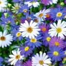 50 Swan River Daisy mixed seeds---Flower seeds--Plant seeds--Gardening--Seeds--Gift
