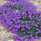 30 Verbena Tenuisecta Seeds---Flower seeds--Plant seeds--Gardening--Seeds--Gift