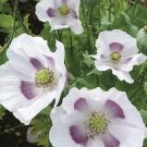 30 Papaver Somniferum 'Maanzaad' Seeds---Flower seeds--Plant seeds--Gardening--Seeds--Gift