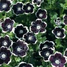 20 Nemophila Menziiesii 'Penny Black' Seeds---Flower seeds--Plant seeds--Gardening--Seeds--Gift