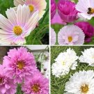30 COSMOS MIXED seeds---Flower seeds--Plant seeds--Gardening--Seeds--Gift