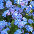 40 Forget-me-not 'Ultramarine' Seeds---Flower seeds--Plant seeds--Gardening--Seeds--Gift
