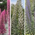 20 ECHIUM 3 colours MIX_Tower of Jewels Seeds---Flower seeds--Plant seeds--Gardening--Seeds--Gift