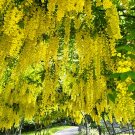 20 Golden Chain flower seeds (Laburnum anagyroides)—-Golden Rain—-Yellow Wisteria-Flower seed—