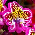 45 Schizanthus 'Angel Wings' mixed Seeds---Flower seeds--Plant seeds--Gardening--Seeds--Gift
