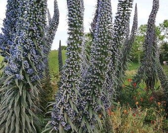 20 ECHIUM 'BLUE TOWERS' seeds--Tower of Jewels---Flower seeds--Plant seeds--Gardening--Seeds--Gift