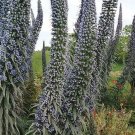 20 ECHIUM 'BLUE TOWERS' seeds--Tower of Jewels---Flower seeds--Plant seeds--Gardening--Seeds--Gift