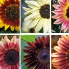 20 rare SUNFLOWER MIXED seeds---Plant seeds---Flower seeds---Gardening gifts
