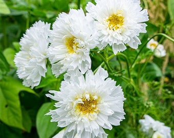 25 COSMOS 'Double Dutch White' Seeds---Flower seeds--Plant seeds--Gardening--Seeds--Gift