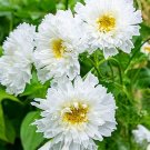 25 COSMOS 'Double Dutch White' Seeds---Flower seeds--Plant seeds--Gardening--Seeds--Gift