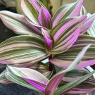 1 x Tradescantia Nanouk fresh cuttings---Houseplant---Plant cuttings---Indoor plant---Gardening---Gi
