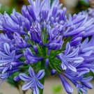 15 AGAPANTHUS 'BIG BLUE' seeds---Flower seeds—-plant seeds—-Gardening---seeds---gift