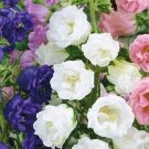 35 Campanula Calycanthema Mix seeds---Flower seeds--Plant seeds--Gardening--Seeds--Gift