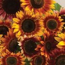 25 SUNFLOWER 'Autumn Beauty' seeds---Flower seeds---Plant seeds---Gardening gifts